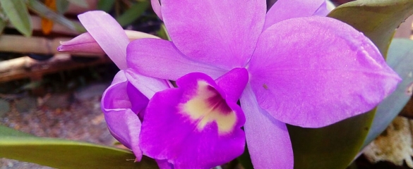 Orquídea púrpura de la colección que se encuentra en el parque.